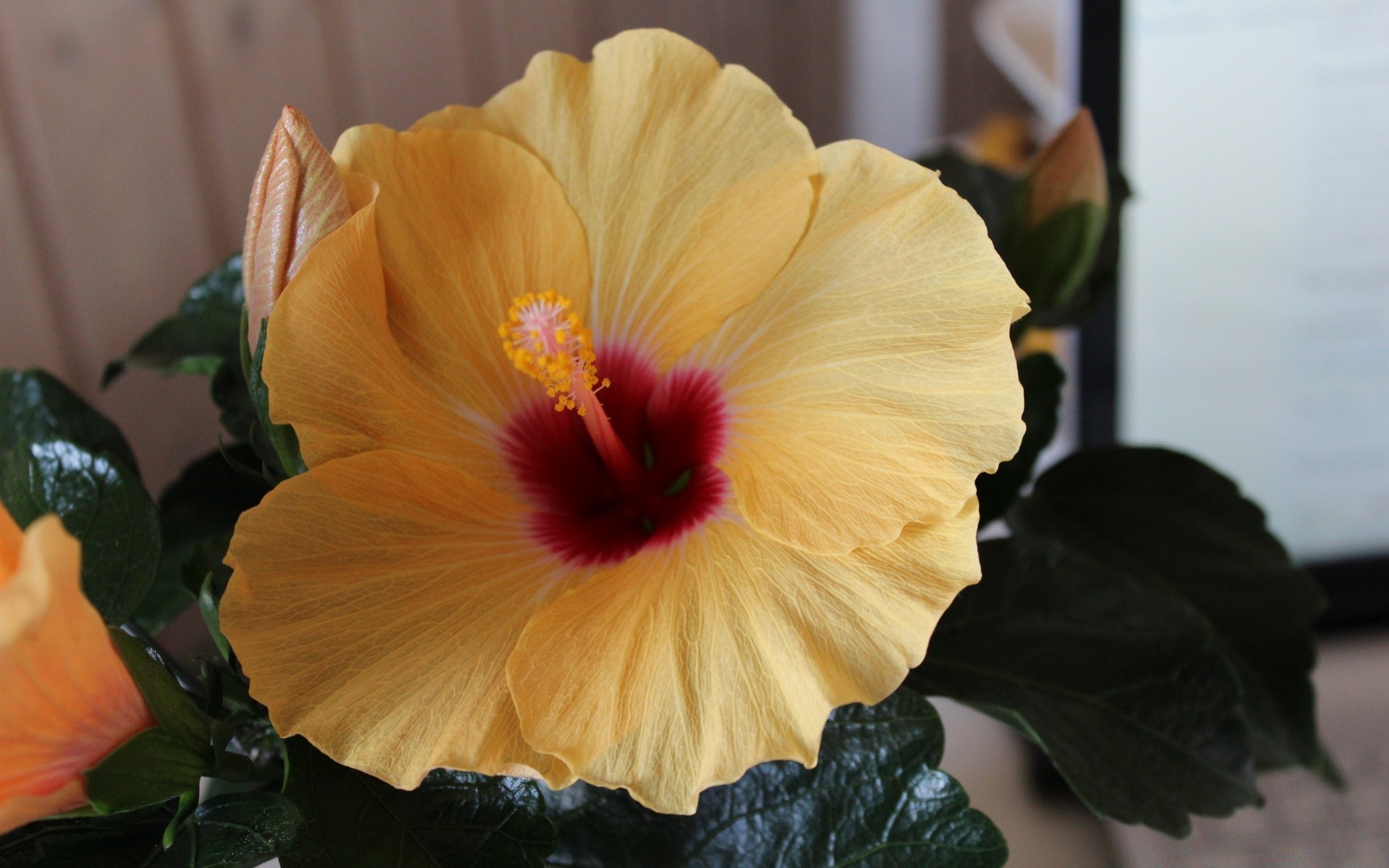 blumen blume flora blatt natur