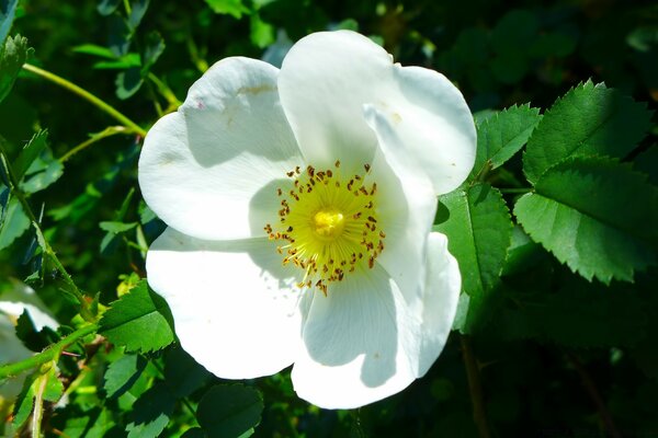 Nahaufnahme der weißen Blume