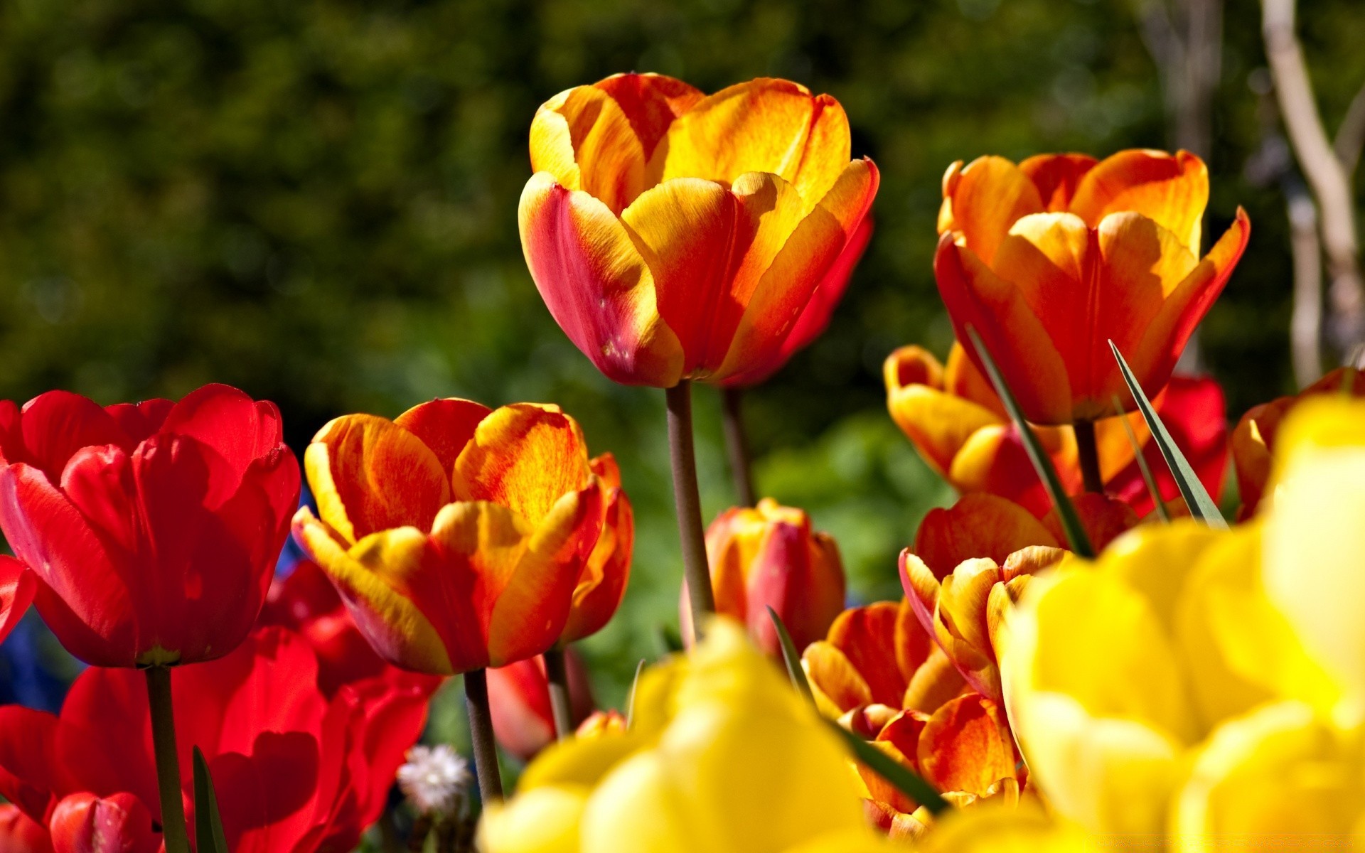 blumen tulpe natur blume garten flora blatt hell farbe sommer blumen ostern blütenblatt hell feld saison wachstum park im freien gutes wetter