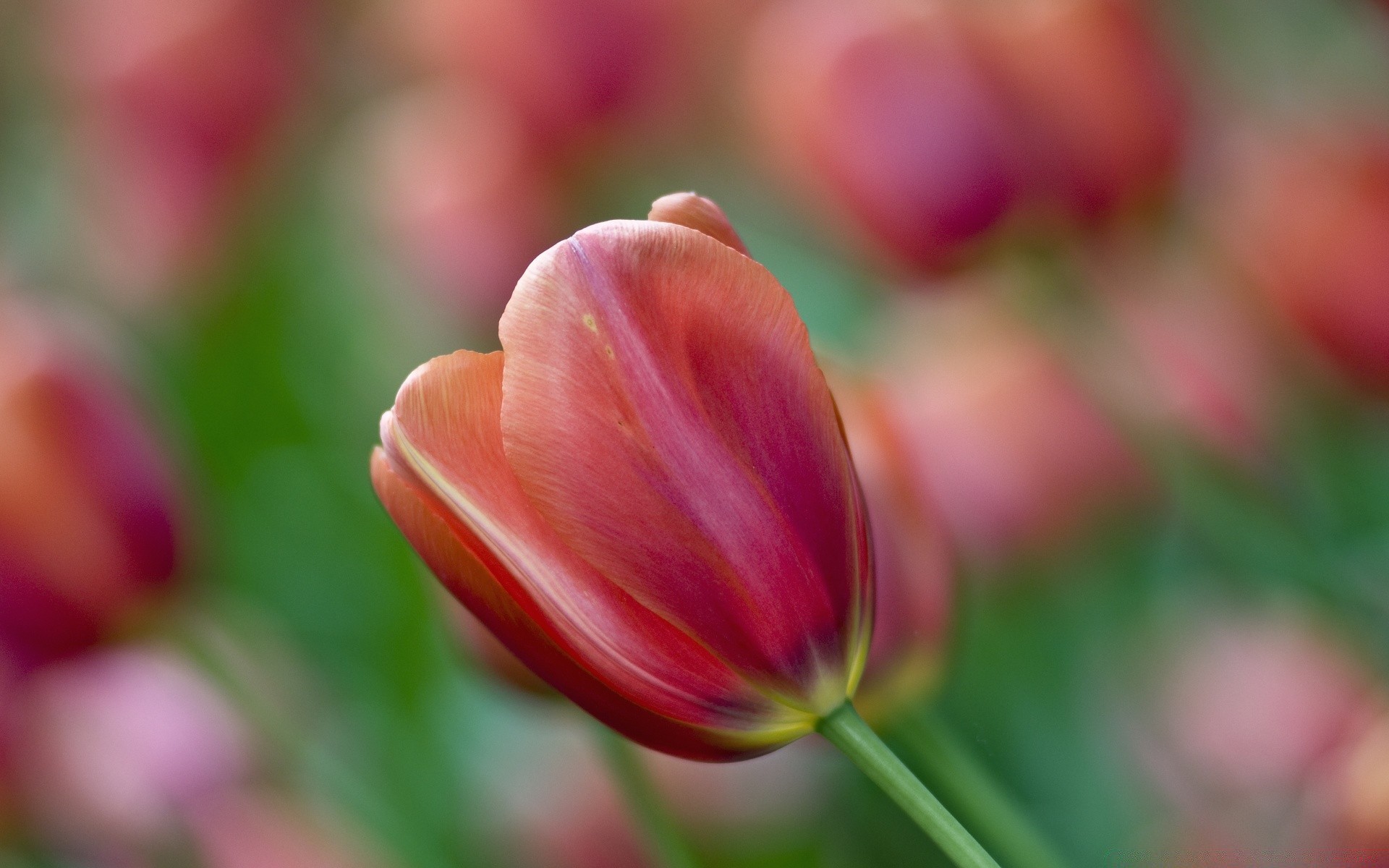 blumen natur blume sommer flora garten tulpe hell blatt farbe wachstum im freien gutes wetter unschärfe ostern blütenblatt blumen jahreszeit