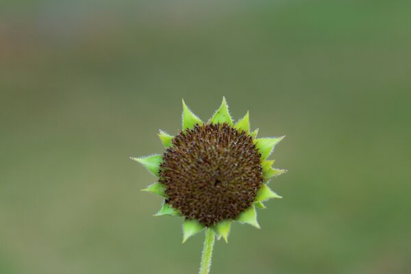 Kleine Blume mit grünen Blättern