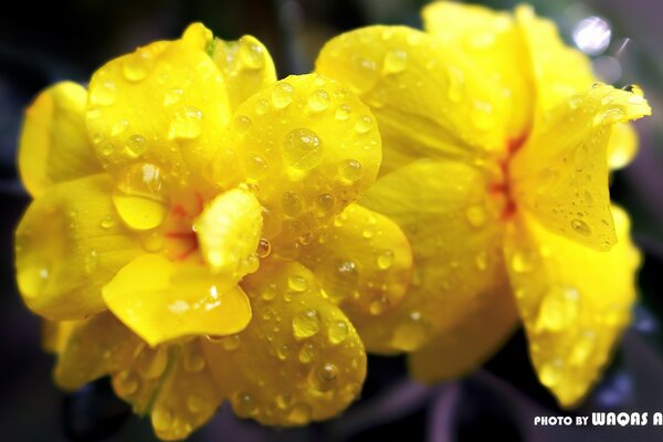 Sommersaison. Gelbe Blume in Tautropfen