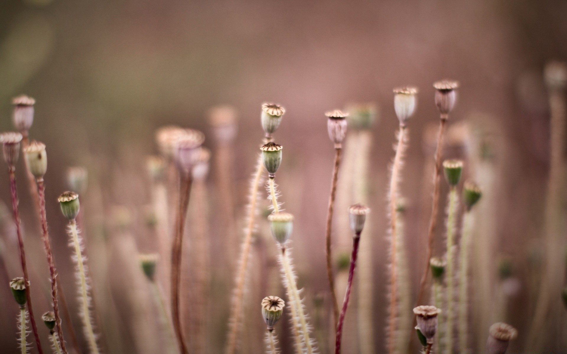 blumen natur im freien blume kaktus