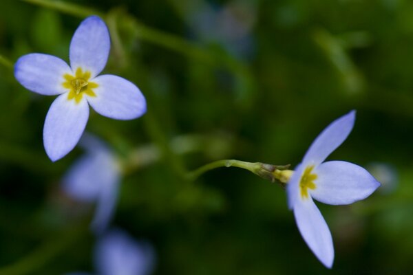 Nahaufnahme von lila Blumen auf grünem Hintergrund