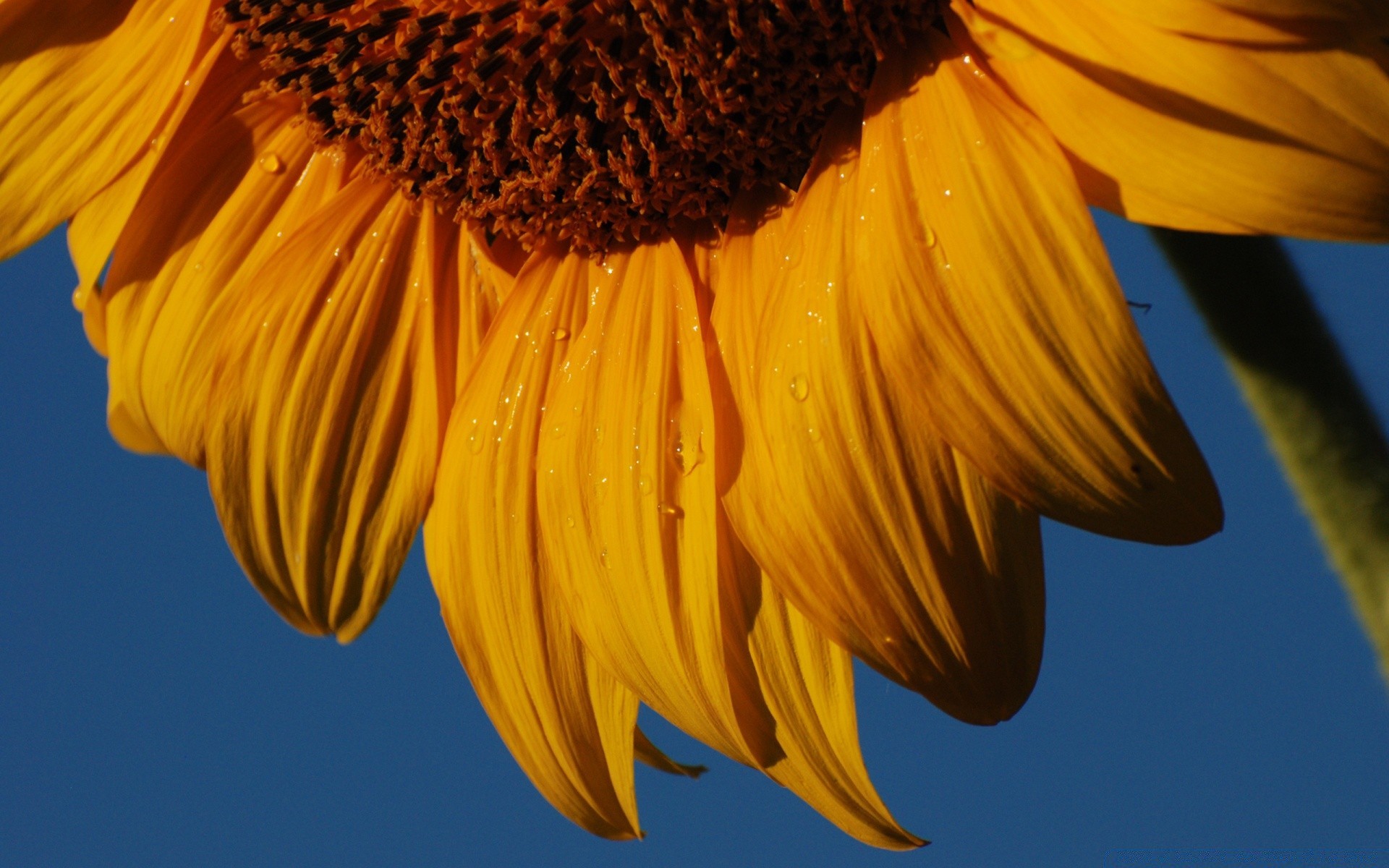 blumen natur blume sonnenblume flora im freien hell farbe