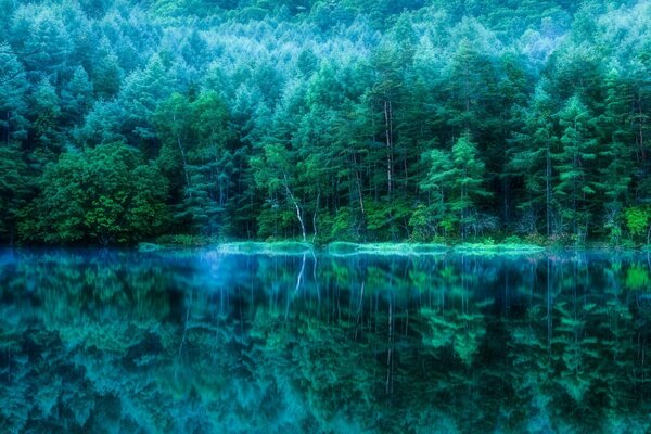 Märchenhafte Landschaft des nebligen Waldes
