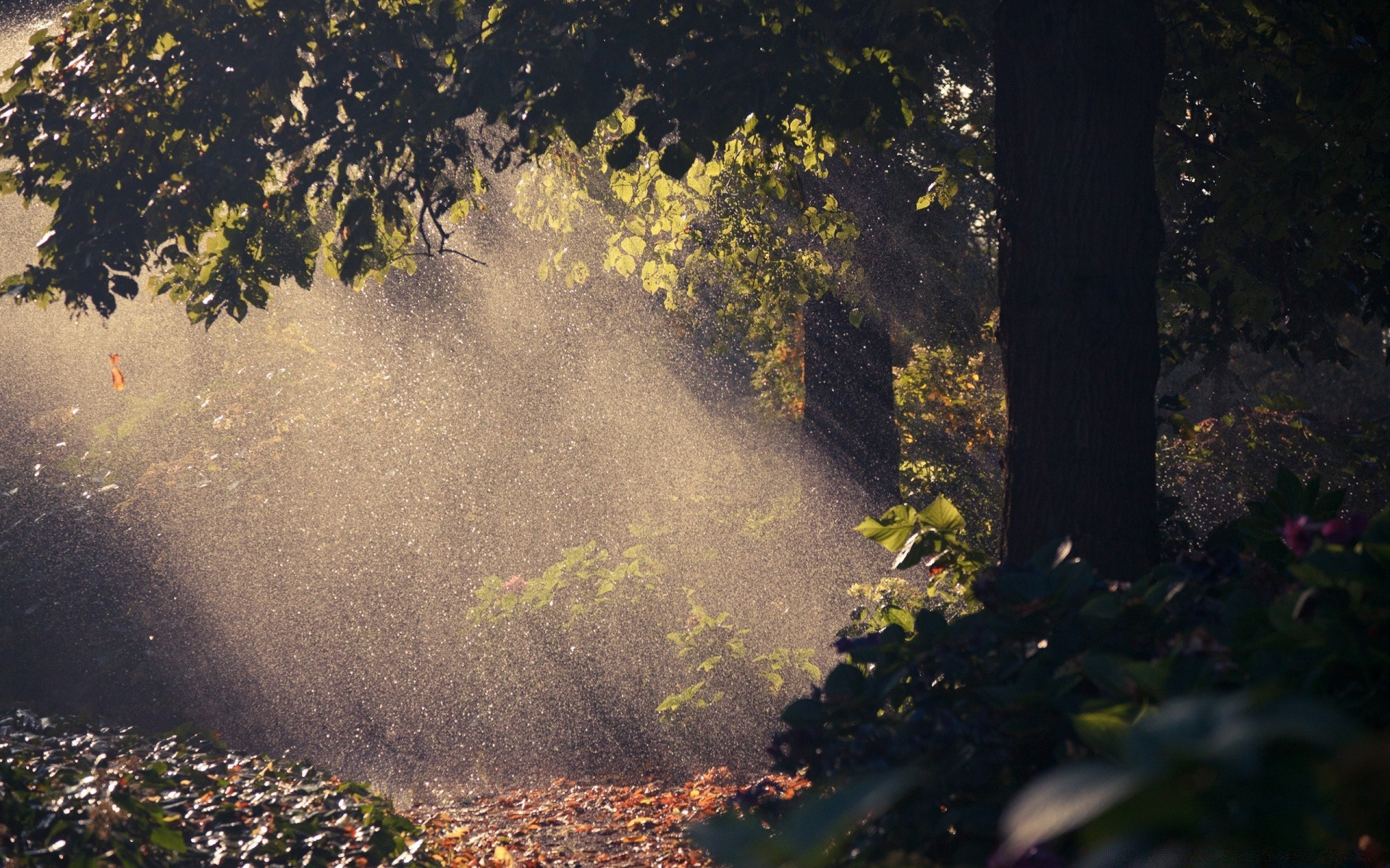 wald herbst landschaft baum wasser blatt park holz im freien nebel fluss nebel umwelt licht natur