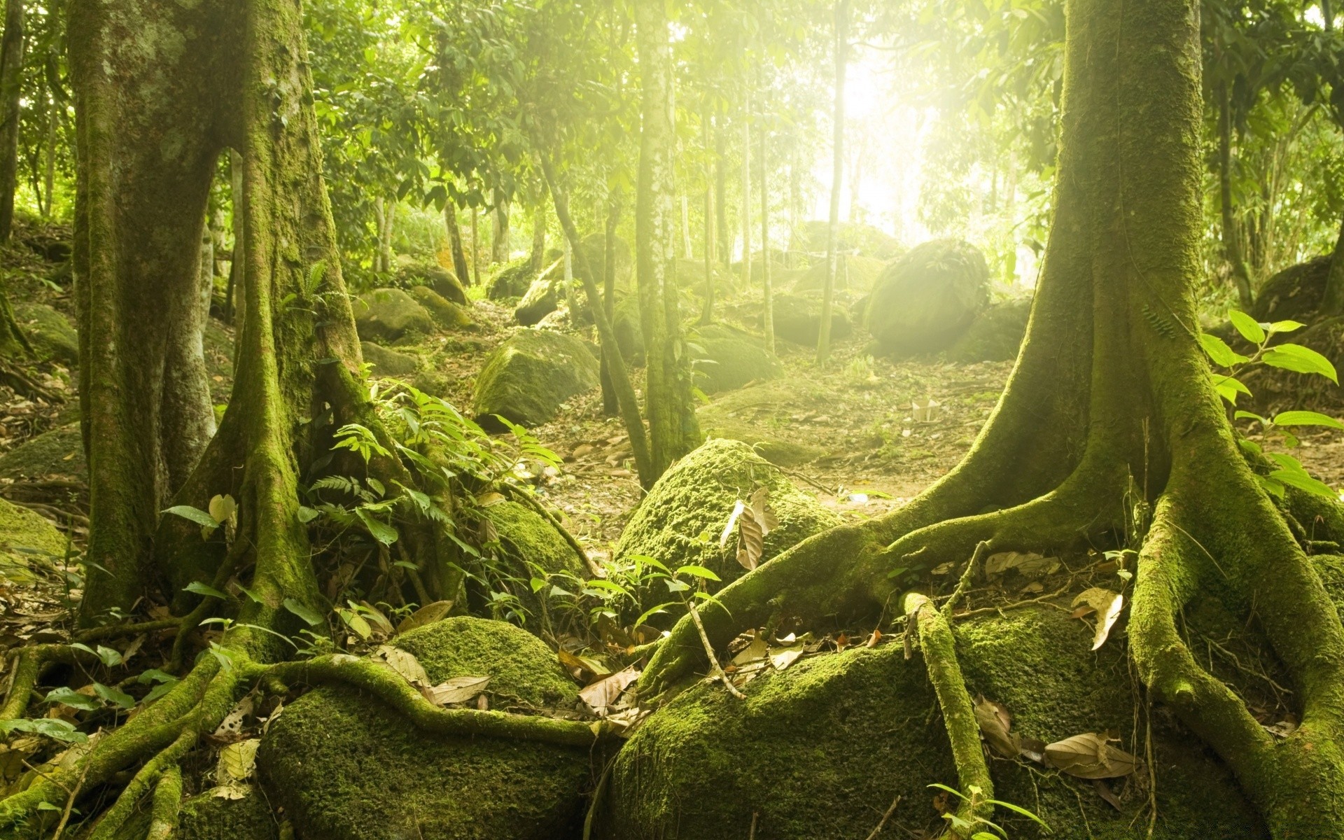wald holz natur baum regenwald blatt moos flora landschaft umwelt fern wurzel dschungel üppig
