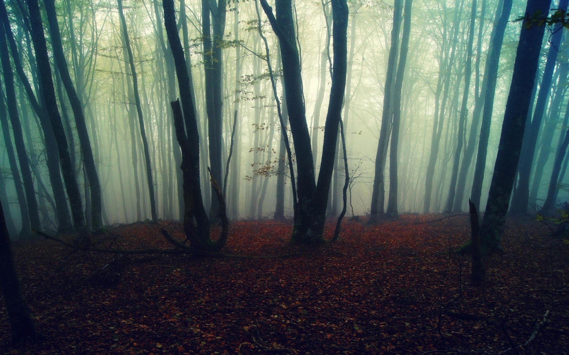 wald nebel nebel holz landschaft herbst dämmerung natur baum licht sonne dunst geheimnis hintergrundbeleuchtung schatten park blatt unheimlich gutes wetter