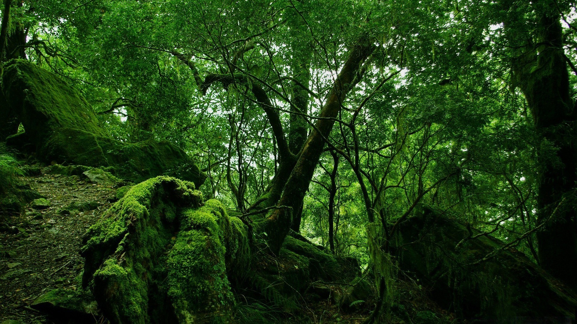 wald holz holz landschaft blatt natur umwelt park üppig moos kofferraum tageslicht filiale landschaftlich wachstum gutes wetter flora dämmerung im freien nebel
