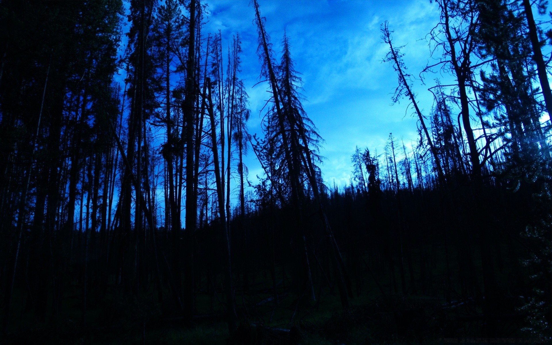 wald holz natur holz im freien dämmerung landschaft sonne sonnenuntergang nadelbaum abend himmel licht gutes wetter
