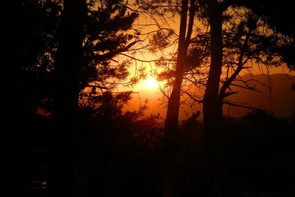 Sonnenuntergang vor dem Hintergrund der Gipfel des Nadelwaldes