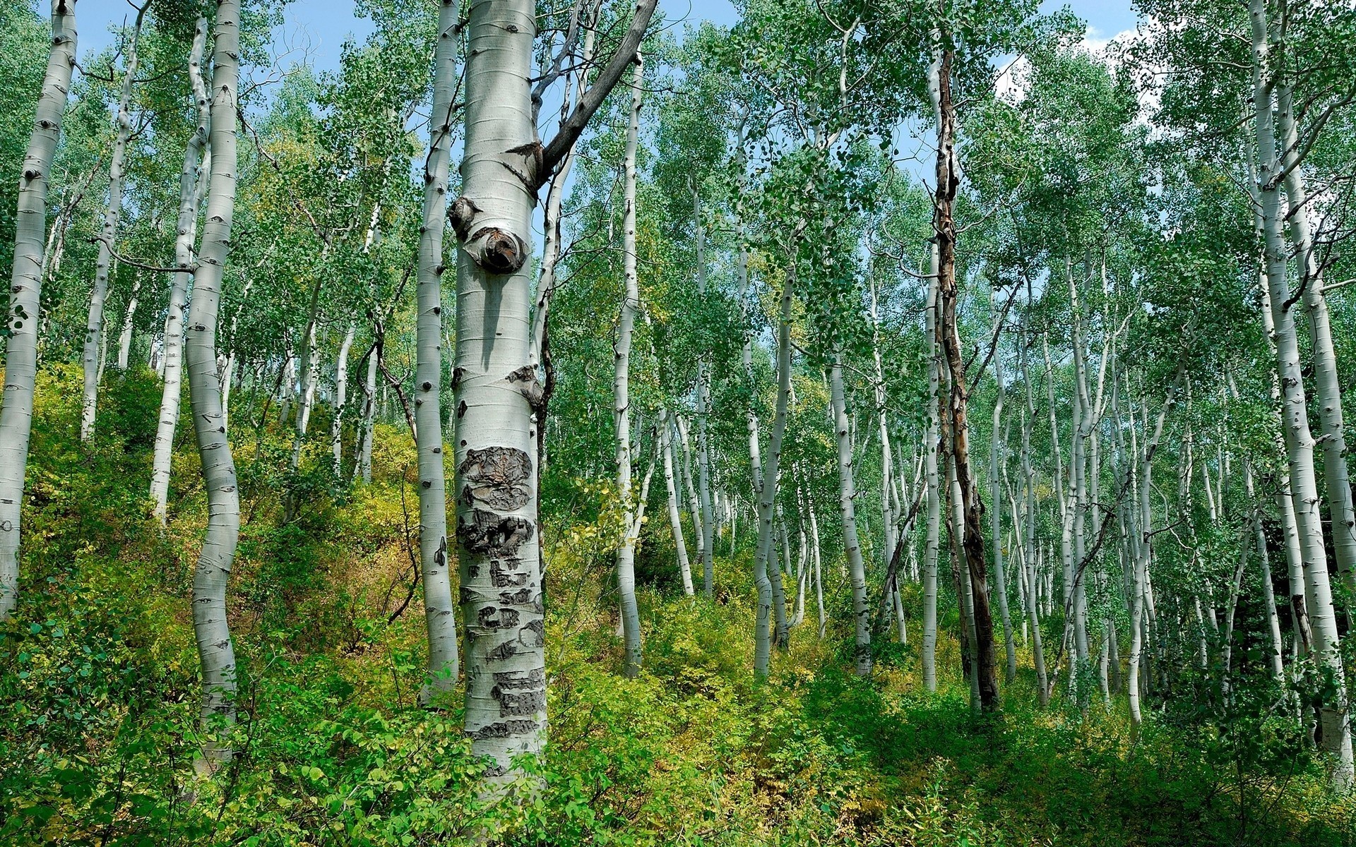 wald holz holz natur birke landschaft medium blatt flora stamm filiale rinde des ländlichen sommer im freien park gutes wetter jahreszeit land üppig