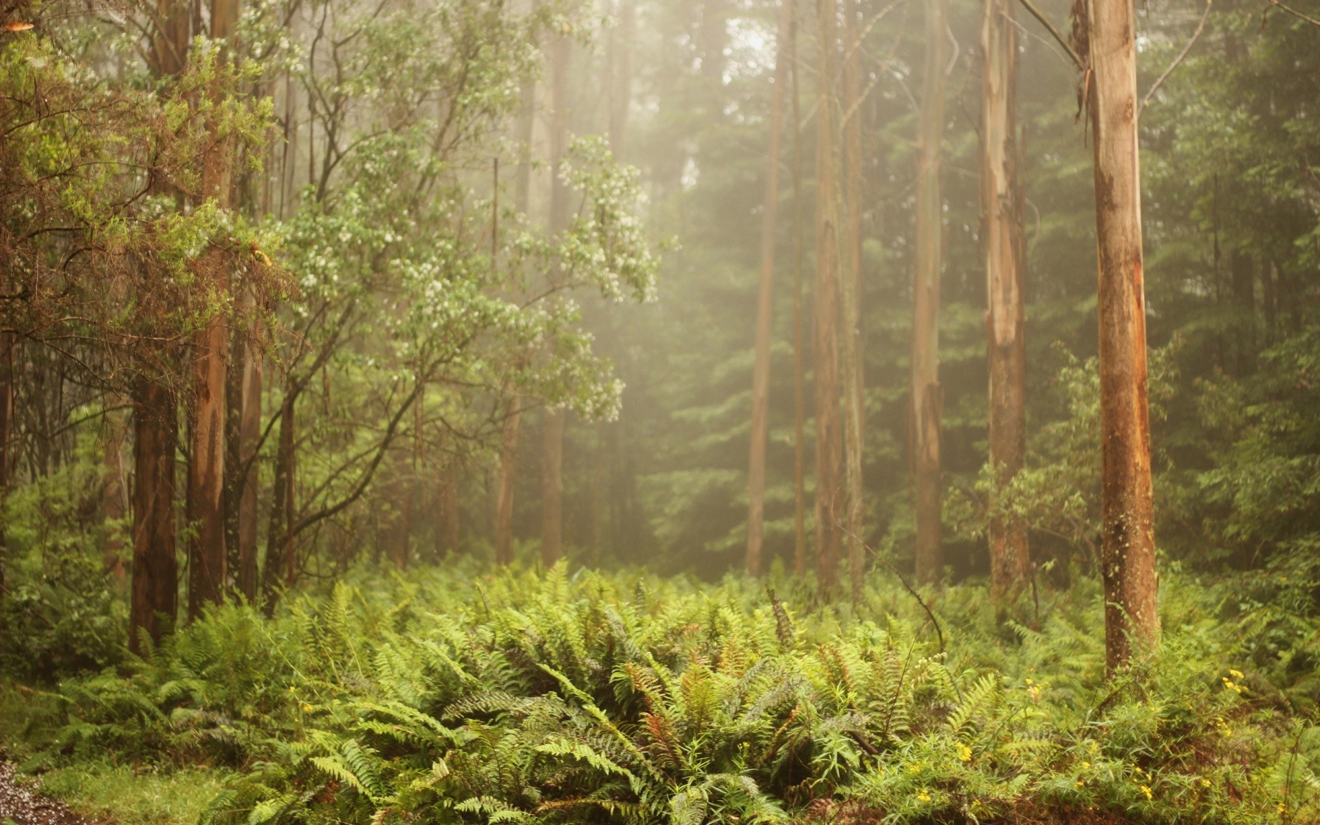 wald holz holz natur landschaft blatt flora umwelt landschaftlich park dämmerung im freien regenwald üppig saison sommer landschaft wild wachstum reisen