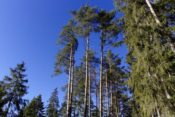 Natur im Sommer unter freiem Himmel