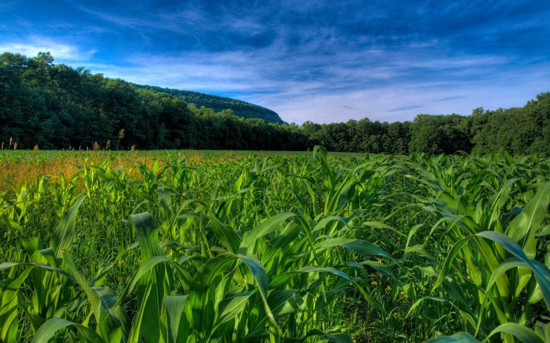 landschaft landwirtschaft feld mais bauernhof ländlichen landschaft flocken flora natur wachstum ernte sommer landschaft umwelt weide boden land himmel saison