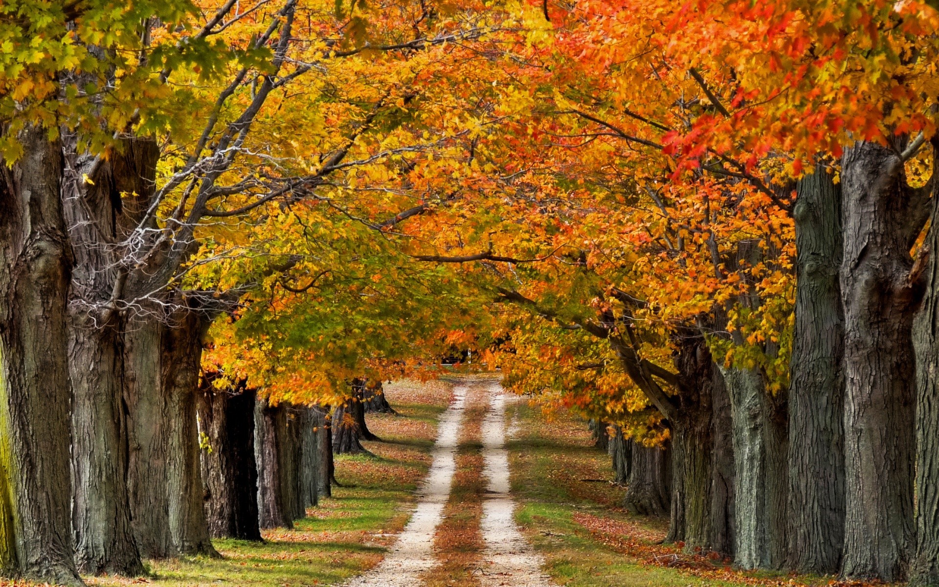 landschaft herbst blatt holz ahorn landschaft holz park natur saison landschaftlich im freien filiale