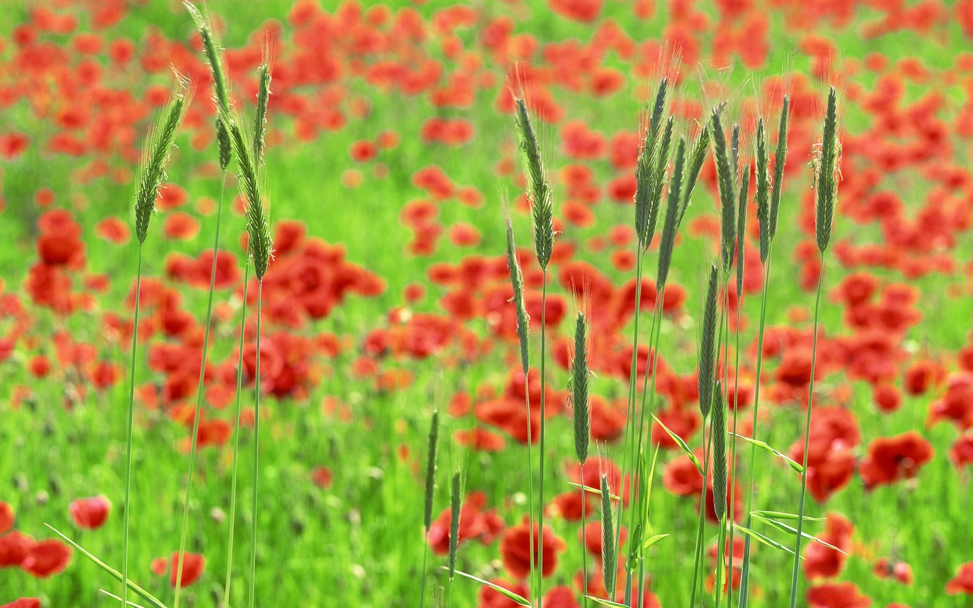 landschaft poppy natur blume sommer feld flora des ländlichen garten gras hell wachstum heuhaufen blühen blumig wild im freien farbe gutes wetter blatt