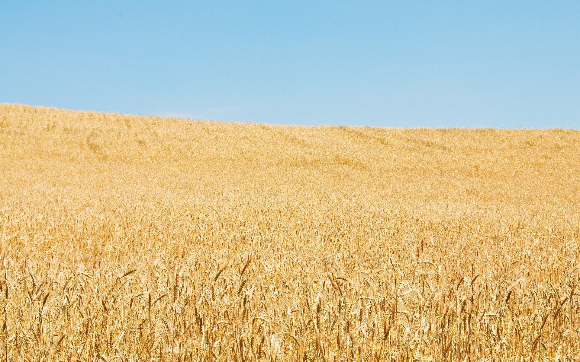 landschaft weizen getreide brot weide roggen stroh ernte mais des ländlichen landwirtschaft gerste feld bauernhof gold landschaft ackerland wachstum samen bebautes land