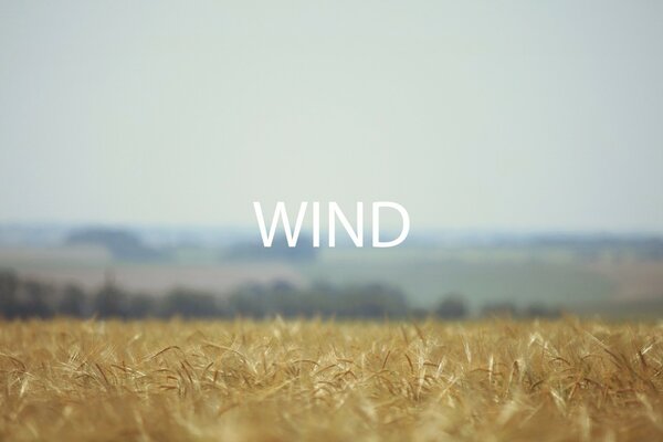 Reifes Weizenfeld und der Himmel