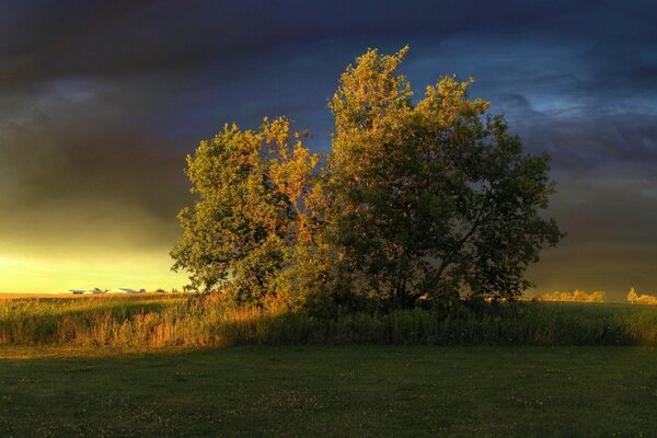 Gelber Baum in der Herbstlandschaft
