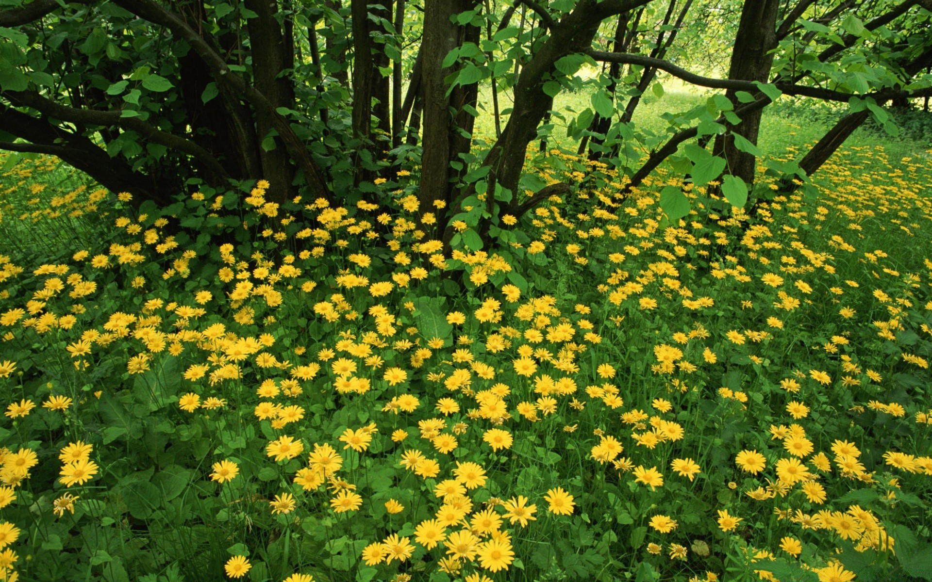 landschaft blume natur flora blatt garten sommer blumen im freien park saison wachstum blühen hell gras gutes wetter farbe sonne blütenblatt umwelt