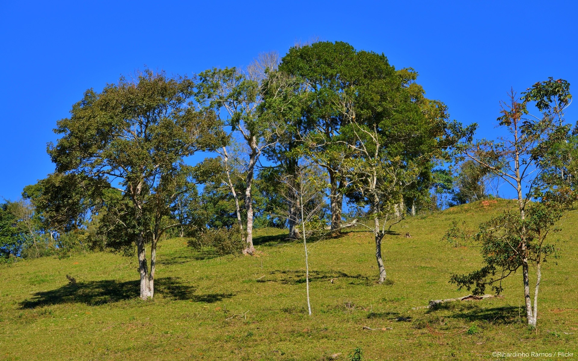 landschaft baum landschaft natur gras holz himmel im freien sommer landschaft landschaft heuhaufen flora umwelt landschaftlich park spektakel land feld gutes wetter