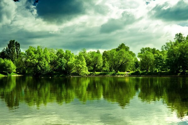 Grüner Wald mit sauberem Wasser