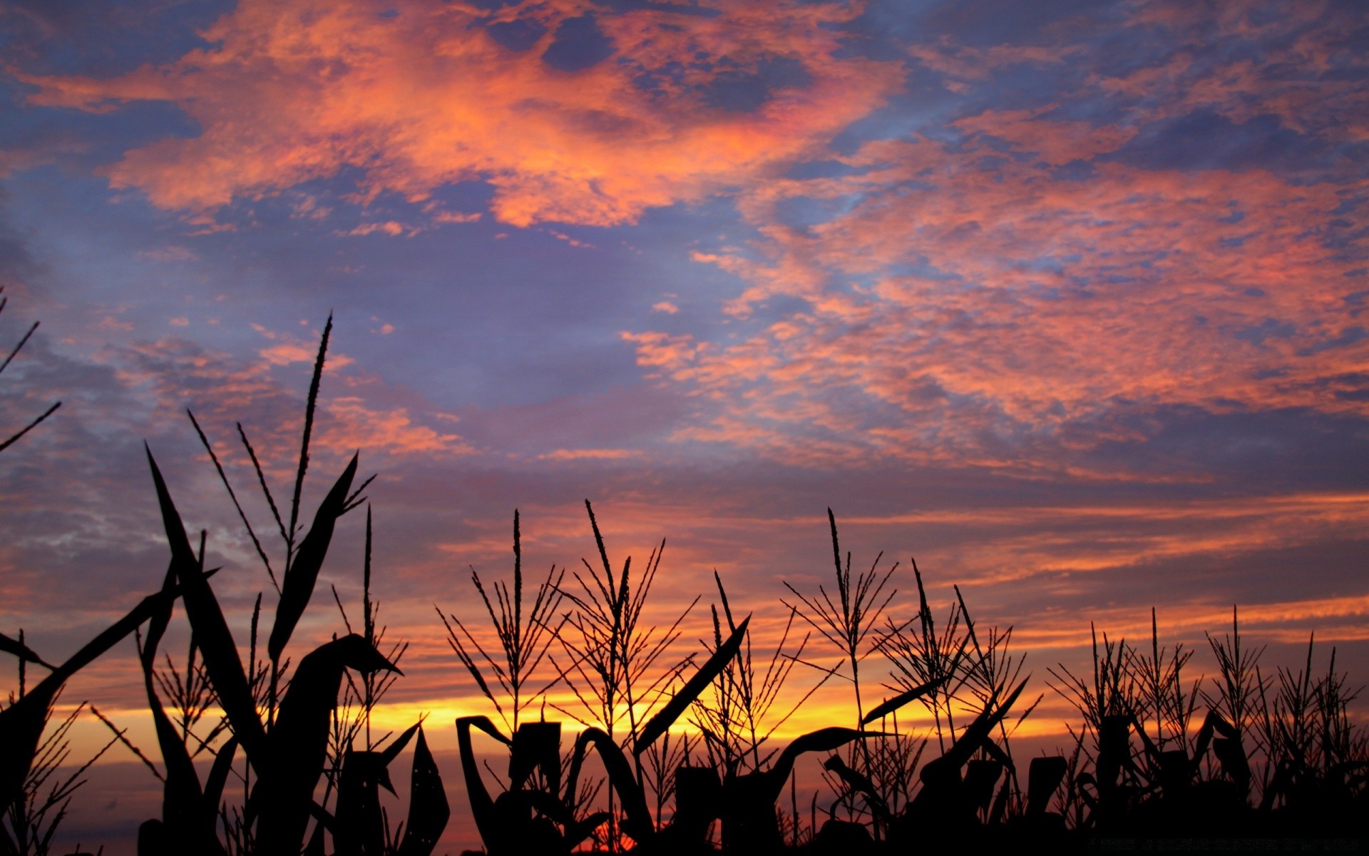 himmel sonnenuntergang dämmerung sonne abend silhouette landschaft himmel dämmerung hintergrundbeleuchtung natur bauernhof im freien sommer landwirtschaft baum licht feld