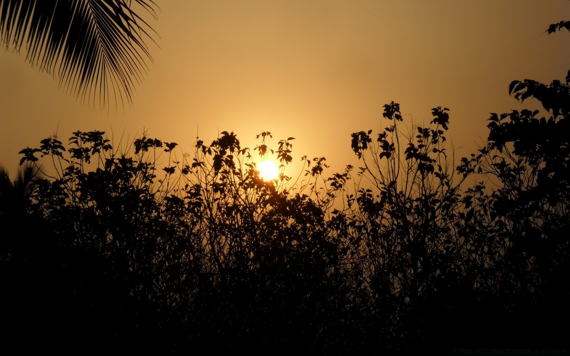 himmel silhouette sonnenuntergang sonne dämmerung hintergrundbeleuchtung baum natur abend dämmerung landschaft himmel im freien sommer licht vogel