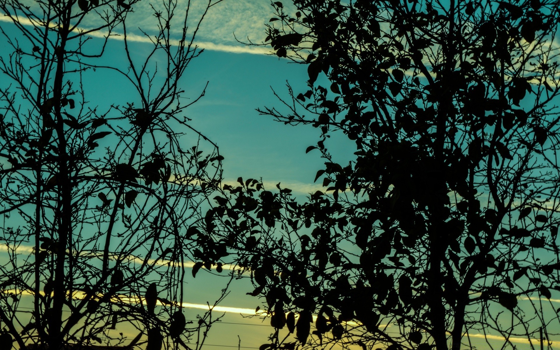 himmel baum natur landschaft blatt holz zweig flora desktop im freien himmel umwelt silhouette