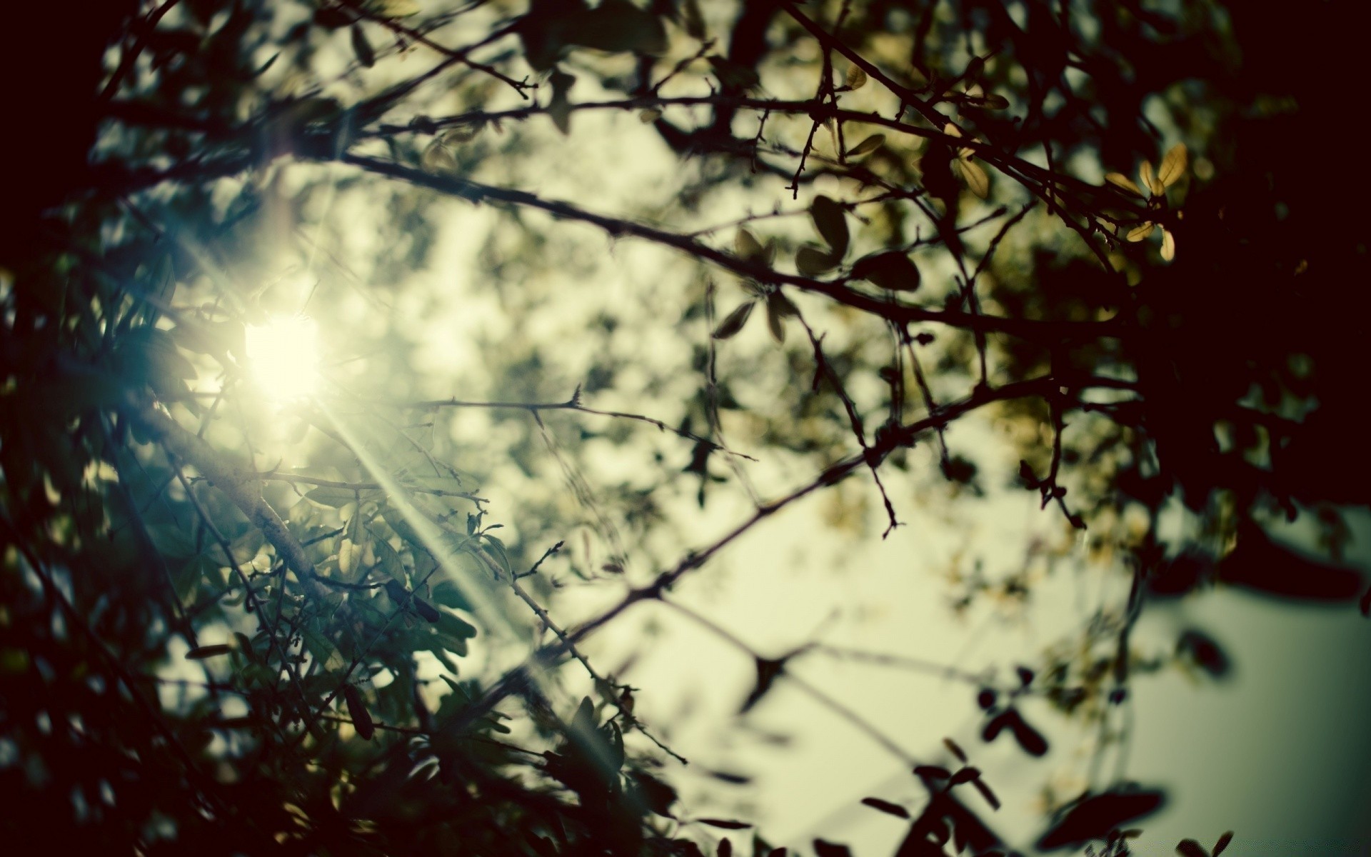 himmel sonne natur baum licht abstrakt blatt desktop hell dämmerung farbe blume holz