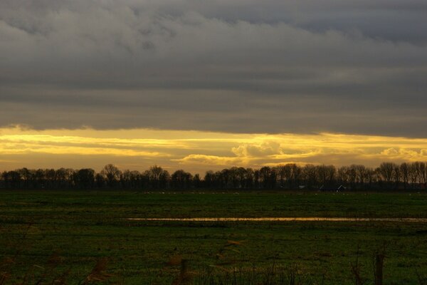 Schöne Landschaft. Bäume im Morgengrauen