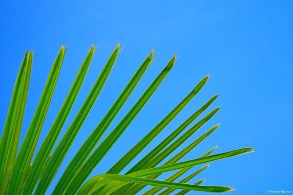 Grüne Blätter auf blauem Hintergrund