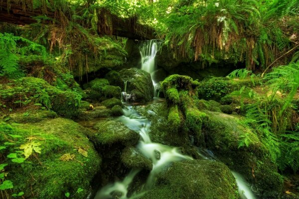 Wasserfall im Regenwald und mit Moos bewachsene Steine