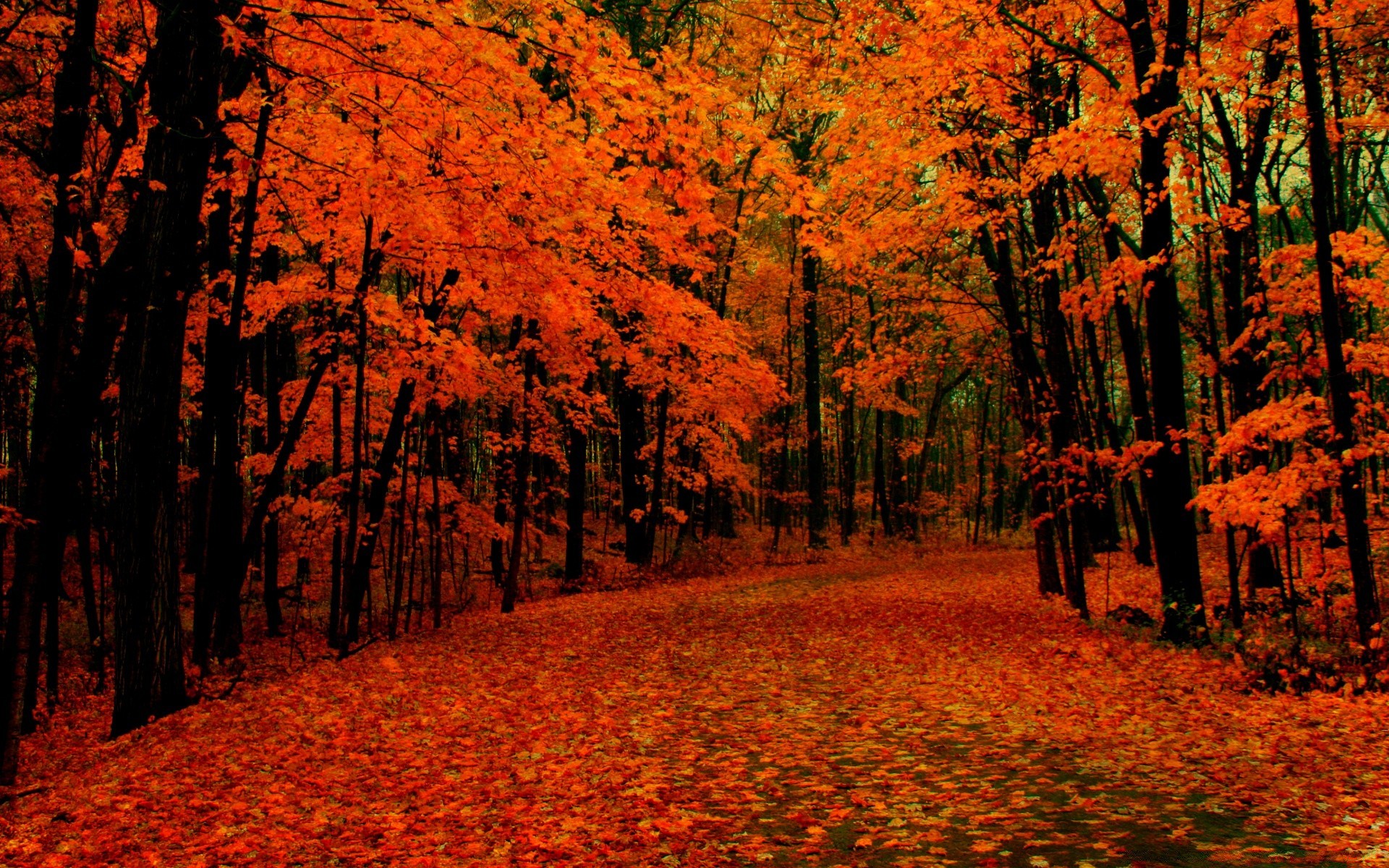 herbst herbst blatt ahorn holz landschaft holz park landschaftlich natur saison gold im freien umwelt tageslicht