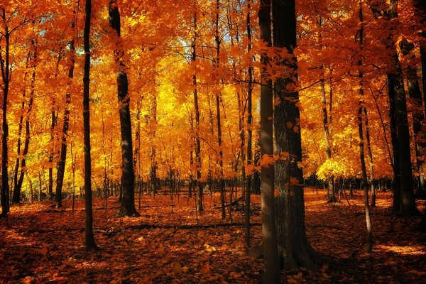 Schöner Herbstwald in orangefarbenen Tönen