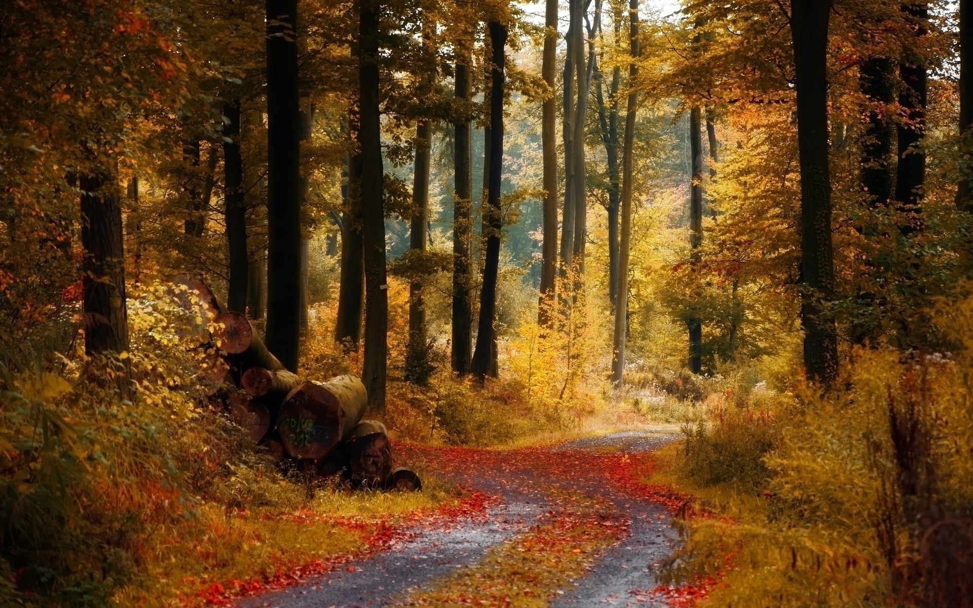 herbst herbst holz holz blatt landschaft park landschaftlich tageslicht straße umwelt im freien natur führung licht