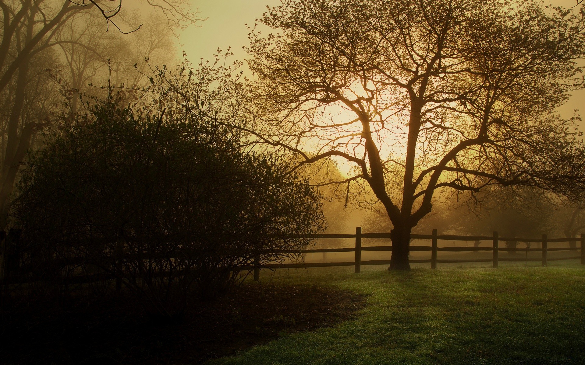 herbst landschaft baum morgendämmerung nebel nebel herbst holz natur zweig sonne landschaft licht sonnenuntergang gutes wetter