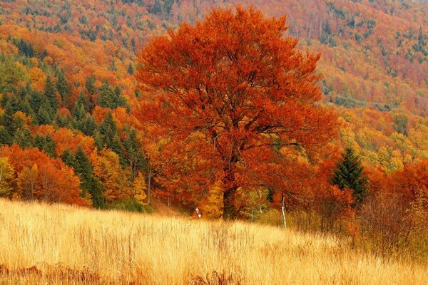 Goldener Herbst und Natur
