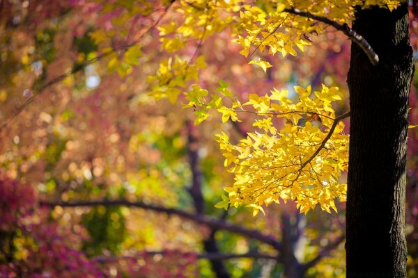 Herbstlaub am Baum bei sonnigem Wetter