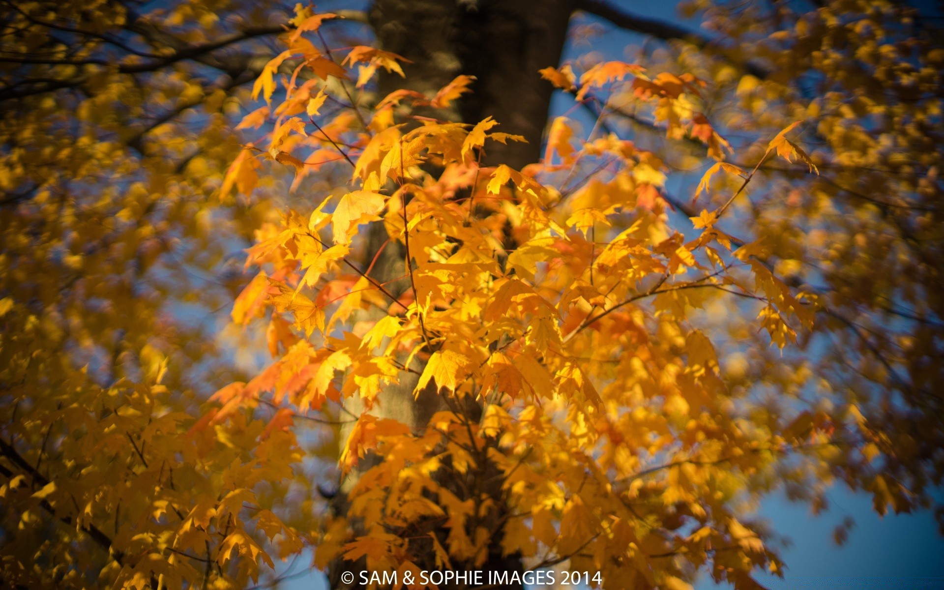 herbst herbst blatt natur im freien baum saison hell zweig ahorn holz ändern gold gutes wetter park üppig flora farbe