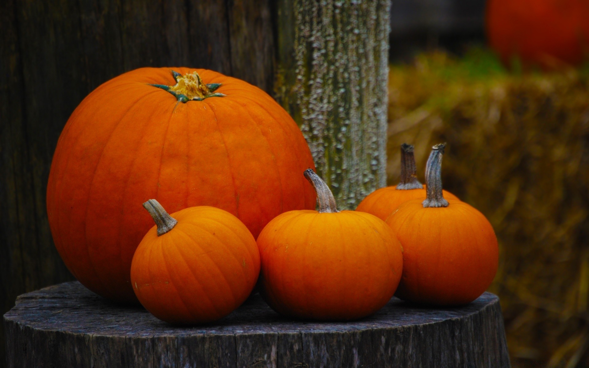 herbst kürbis halloween herbst thanksgiving weide wachsen laterne essen kürbis gemüse kürbis
