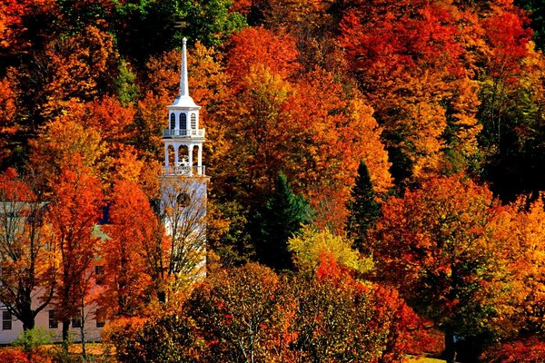 Herbstbäume und Kirchturm im Wald