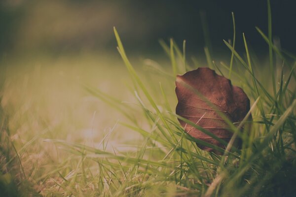 Herbstliches trockenes Blatt im grünen Gras
