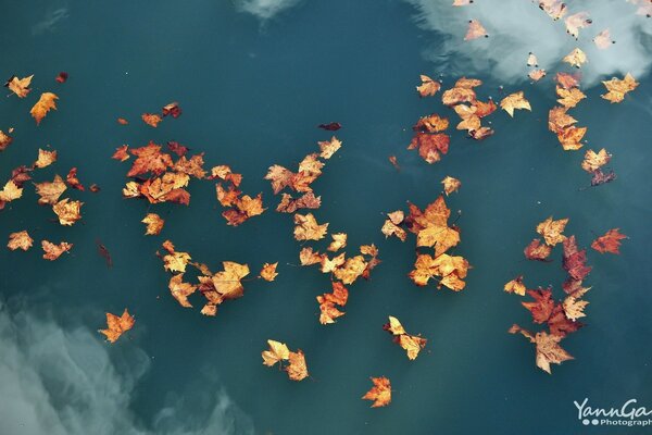 Die gefallenen Ahornblätter schwimmen friedlich