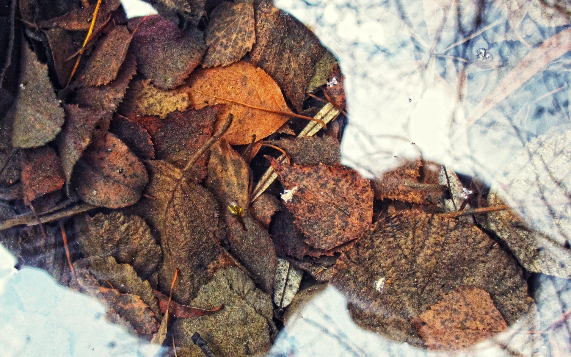herbst essen desktop natur schließen trocken holz textur spund party spice