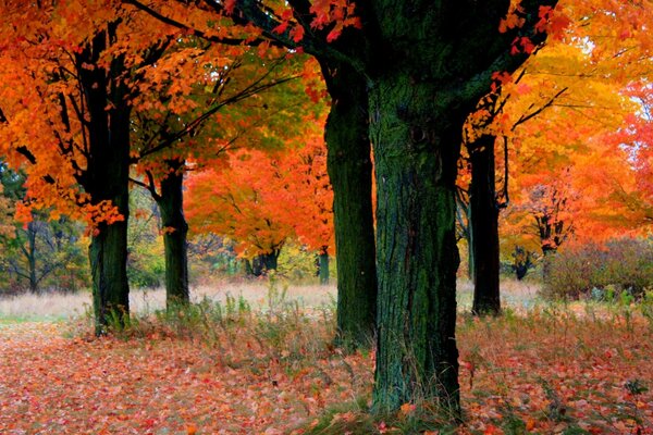 Herbstlaub an den Bäumen