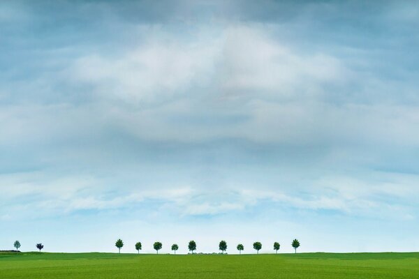 Bäume am Horizont mit bewölktem Himmel
