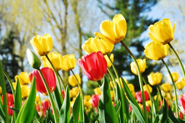 Frühlingstulpen in verschiedenen Farben